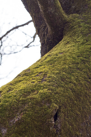 Green moss growing on burkの写真素材