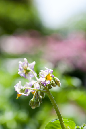 Flower of potatoes in full bloomの写真素材
