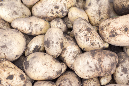 Harvesting potatoes on the farmの写真素材