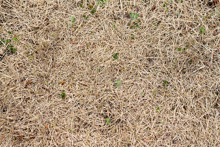 Top view of dry grass of the landの写真素材
