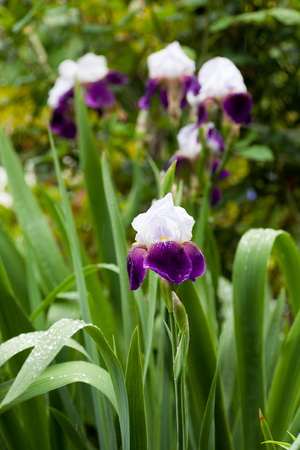 White and purple german iris in full bloom in the rainの写真素材