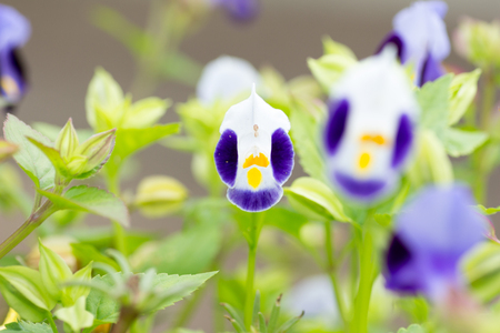 Wild purple and white torena in full bloomの写真素材