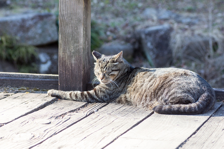 Tabby cat sleeping on a  wood deckの写真素材