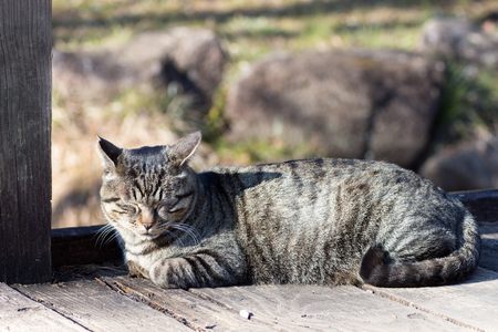 Tabby cat sleeping on a  wood deckの写真素材