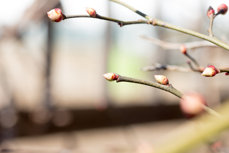 Buds of blueberryの写真素材