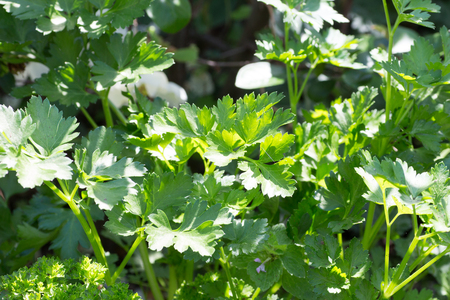Growing Italian parsleyの写真素材