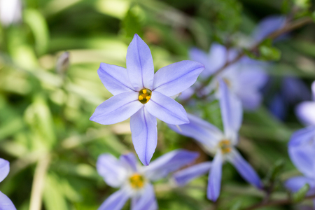 Ipheion uniflorum in full bloomの写真素材