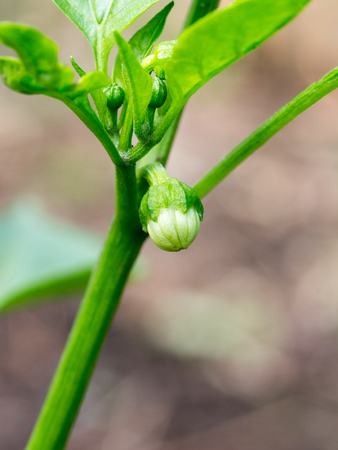 Growing green pepper on farmの写真素材