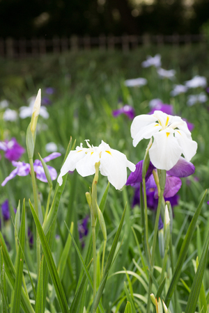 Landscape of Iris flower garden