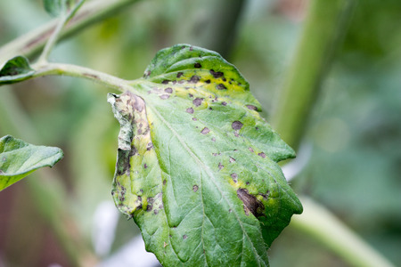 Tomato plant infected tomato spotted wilt virus also known as TSWV on farmの写真素材