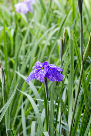 Purple iris in full bloomの写真素材