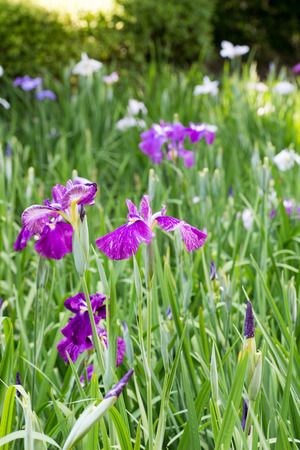 Landscape of Iris flower garden