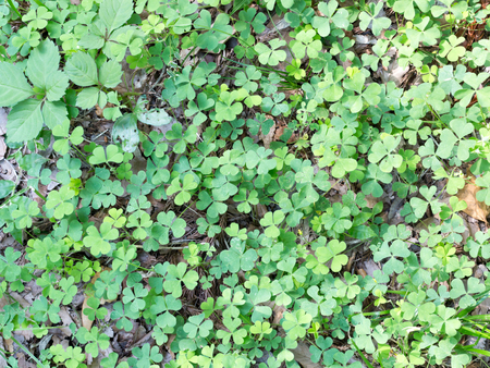 Clovers on the ground in high angle viewの写真素材