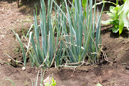 Growing Asian green onions on farm in spring