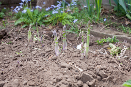 Growing asparagus on farm groundの写真素材