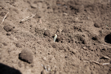 Just sprouting from farm groundの写真素材