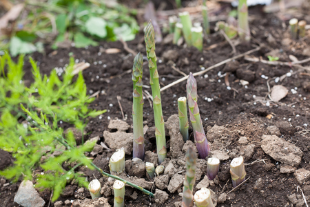Growing asparagus on farm groundの写真素材