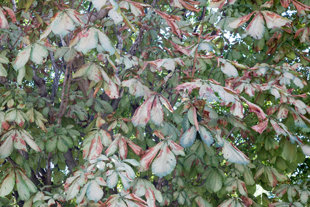 Green leaves turning into red in early autumnの写真素材