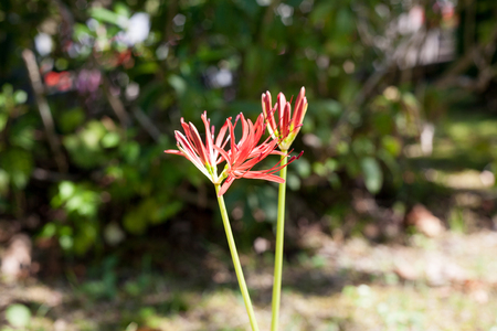 Lycoris radiat in full bloom in early fammの写真素材