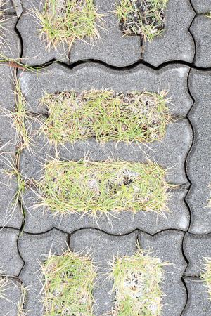 Lawn grows between concrete tiles on groundの写真素材