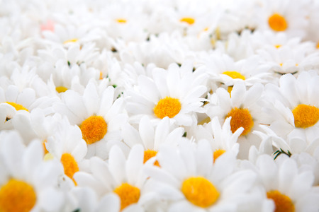 background of artificial daisies closeupの写真素材