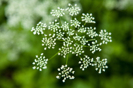 Forest plant flower and background close upの写真素材
