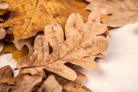 foliage of autumn oak and maple leaves on a wooden backgroundの写真素材