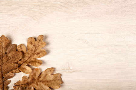 foliage of autumn oak leaves on a wooden backgroundの写真素材