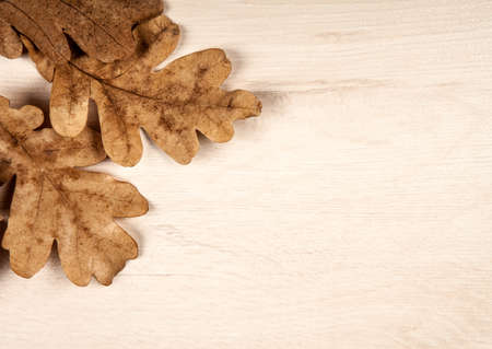 foliage of autumn oak leaves on a wooden backgroundの写真素材