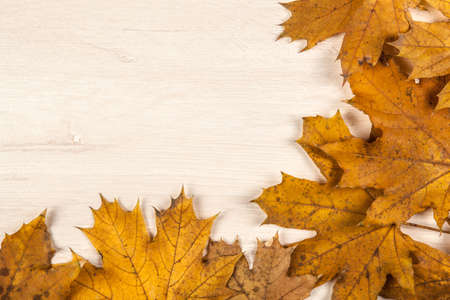 foliage of autumn maple leaves on a wooden background