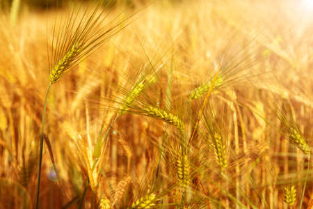 young golden wheat in the field landscape harvestの写真素材