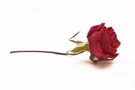 whithered red rose isolated on white backgroundの写真素材