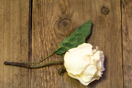 Dried white rose over wooden backgroundの写真素材