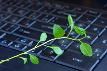 Green plant on keyboard. Insight, new ideas, ecology, environment in office concept.の写真素材