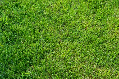 Green grass texture  horizontal, close upの写真素材