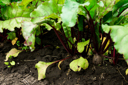Beetroot patch, growing organic vegetables in the garden