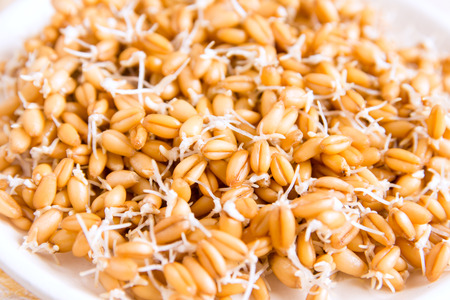 Sprouted wheat seeds with mint on plate and wooden background, close up, selective focusの写真素材