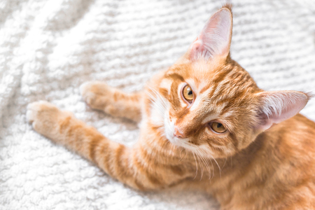 Ginger cat on soft white blanket, close up face, cozy home and relax concept, cute red or ginger cat.の写真素材
