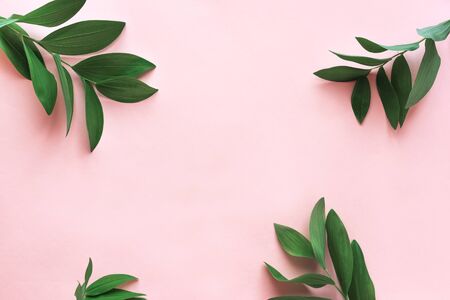 Creative layout of green leaves, exotic wild plants on pink, top view, copy space. Summer, spring or ecology concept.の写真素材