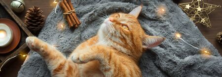 Ginger cat and Christmas garland, winter cozy composition, banner. Seasonal Christmas coziness with...