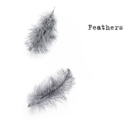 Grey Fluffy Feathers isolated on white background, creative flat lay, copy space.