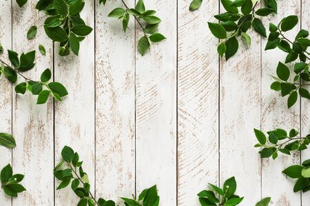 Old white wooden background with green leaves, top view, copy space. Spring twigs on shabby background, frame, flat lay.の写真素材