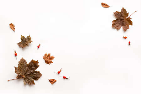 Autumn composition - autumn maple leaves isolated on white background, creative flat lay, top view, copy space. Seasonal autumn concept.の写真素材