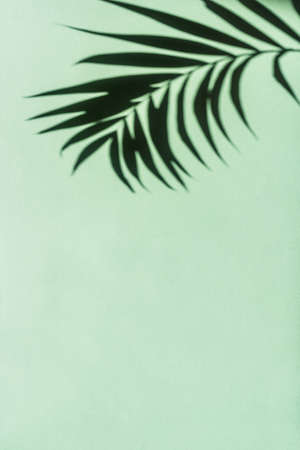 Palm Leaf Shadow on green wall, abstract background, copy space. Tropical leaves silhouette.