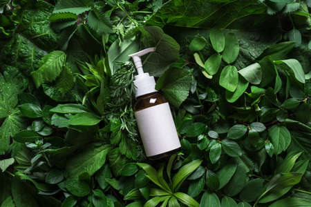 Cosmetic skin care product (body lotion, hair shampoo, face creme) on green leaves as background, top view. Natural eco beauty and organic skin care concept.の写真素材