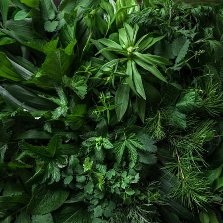 Variuos green plants, leaves as background, creative layout. Nature, eco, environment concept.