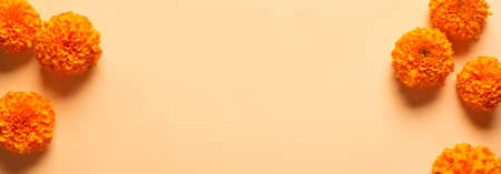 Marigold yellow flowers on orange pastel background, creative flat lay, copy space, banner. Chinese mid autumn festival concept with marigolds.の写真素材