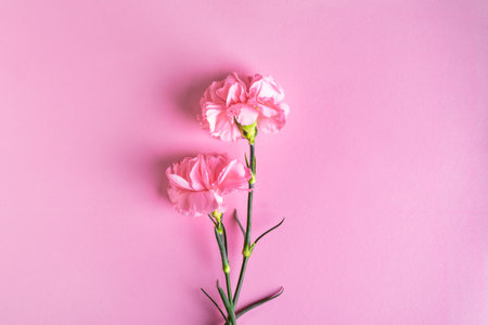 Pink carnation flowers on pink pastel background. Valentines day, mother's day, invitation or greeting card, flat lay, top view.の写真素材