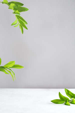 Empty white marble table top, green leaves and gray backdrop, scene with copy space for products presentation. Empty modern minimal mock up for cosmetic, skin care products advertising.の写真素材