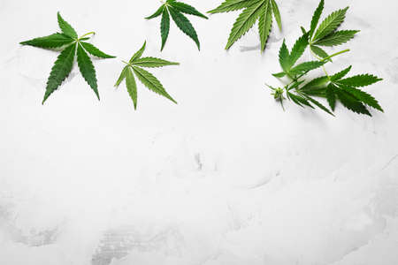 Cannabis leaves, marijuana green leaves on white marble background, copy space. herbal medicine....